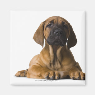 Aimant Chiot