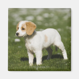 Aimant Chiot 3