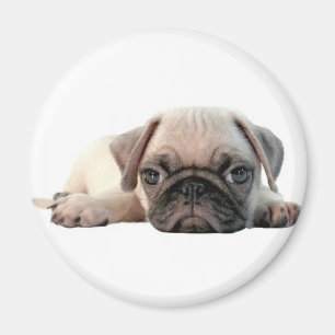 Aimant chiot adorable de carlin