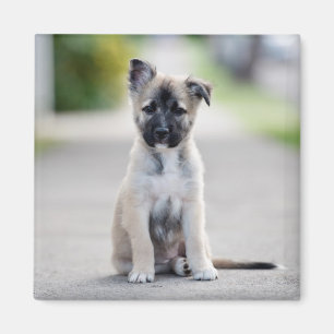 Aimant Chiot allemand sur le sentier de randonnée