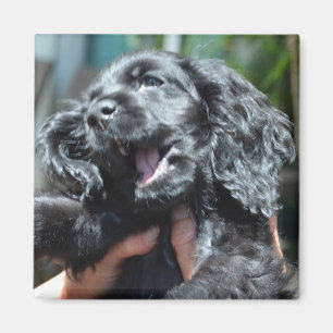 Aimant Chiot américain noir de cocker 10 semaines de
