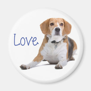 Aimant Chiot Beagle - Amour Beagles