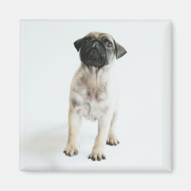 Aimant Chiot Carlin mignon (Devant)