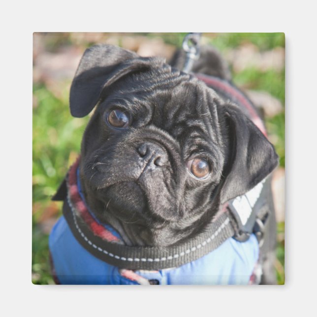Aimant Chiot Carlin Noir Portant Une Veste (Devant)