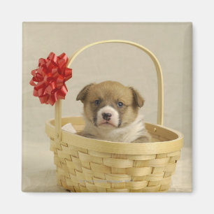 Aimant Chiot dans un panier
