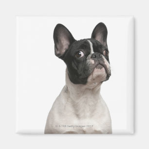 Aimant Chiot de bouledogue français (5 mois)