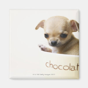 Aimant Chiot de chiwawa dans la cuvette (cultivée)
