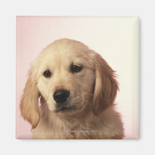 Aimant Chiot de golden retriever