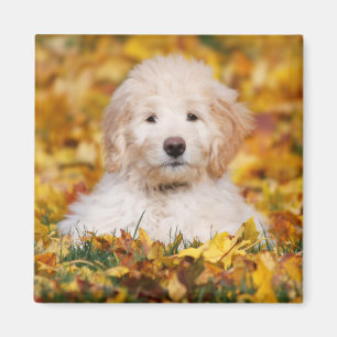 Aimant Chiot De Goldendoodle En Feuilles D'Automne
