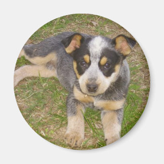 Aimant Chiot de Heeler bleu