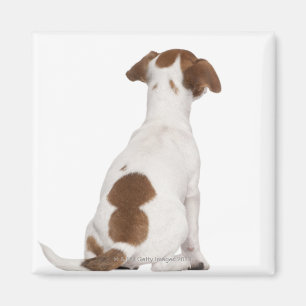 Aimant Chiot de Jack Russell Terrier (3 mois)