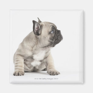 Aimant Chiot de pure race