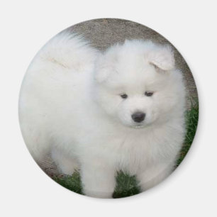 Aimant Chiot de Samoyed