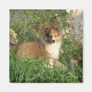 Aimant Chiot de Sheltie se tenant dans l'herbe et