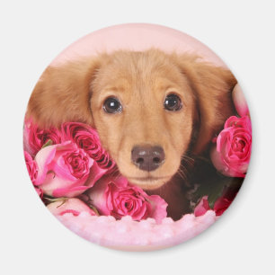 Aimant Chiot de teckel entouré par des roses