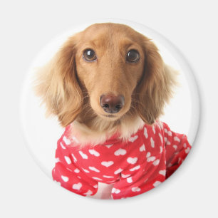 Aimant Chiot de teckel utilisant l'équipement de