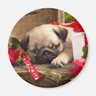 Aimant Chiot et boîte-cadeau de carlin