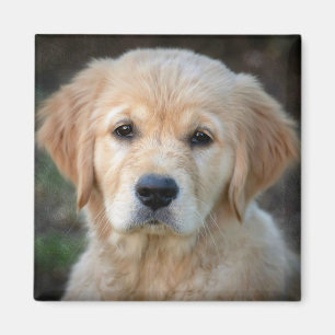 Aimant Chiot Golden Retriever
