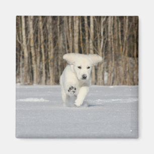 Aimant Chiot Golden Retriever blanc dans la neige