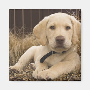 Aimant Chiot Labrador Retriever