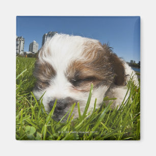 Aimant Chiot mignon en parc, Vancouver, AVANT JÉSUS