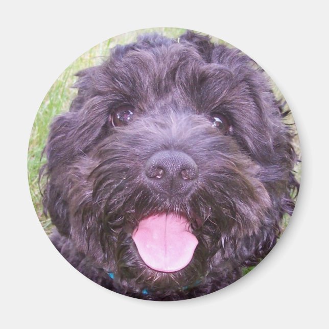 Aimant Chiot souriant (Devant)