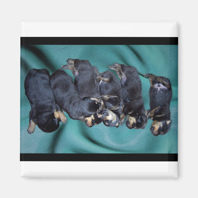 Aimant chiots à tête blanche (Devant)