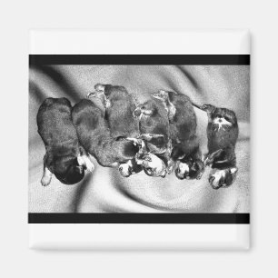 Aimant chiots à tête blanche