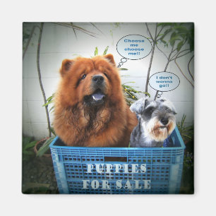 Aimant Chiots à vendre