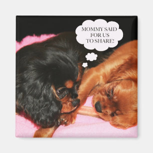 Aimant Chiots Cavalier King Charles Spaniels