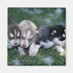 Aimant Chiots de chien de traîneau sibérien, 3 semaines
