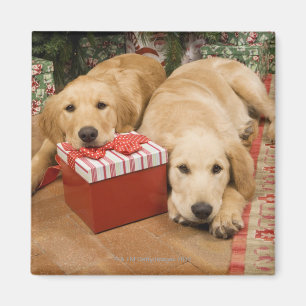 Aimant Chiots de golden retriever avec le cadeau de Noël