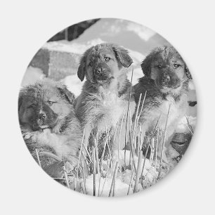 Aimant Chiots d'hiver