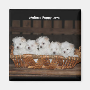 Aimant Chiots maltais, panier, "amour de chiot maltais "