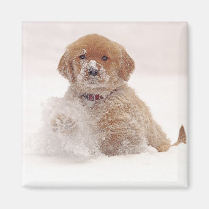 Aimant Chiots Retriever doré dans la neige