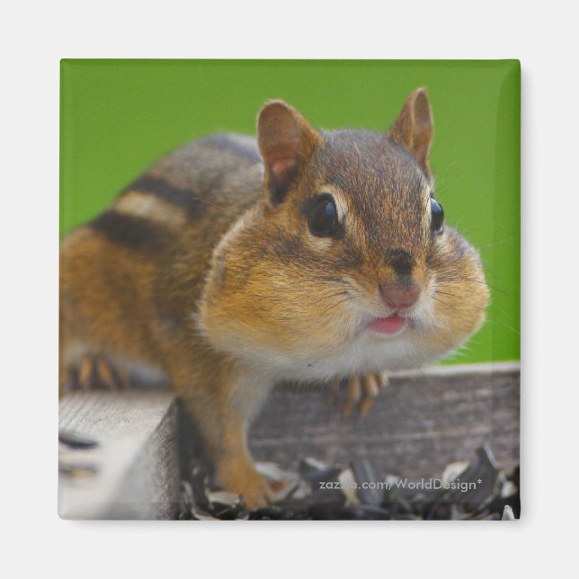 Aimant Chipmunk (Devant)