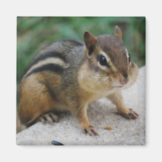 Aimant Chipmunk Cheeks
