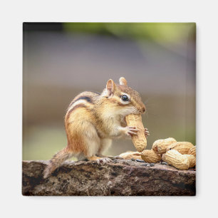 Aimant Chipmunk mange une cacahuète