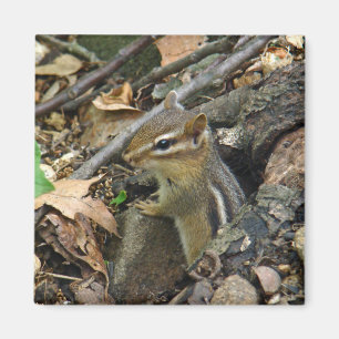 Aimant Chipmunk oriental - Tamias striatus