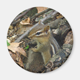 Aimant Chipmunk oriental - Tamias striatus