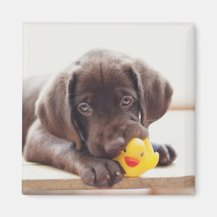 Aimant Chocolat Labrador Puppy With Toy Duck