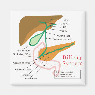 Aimant Cholagogue biliaire de diagramme de diagramme de