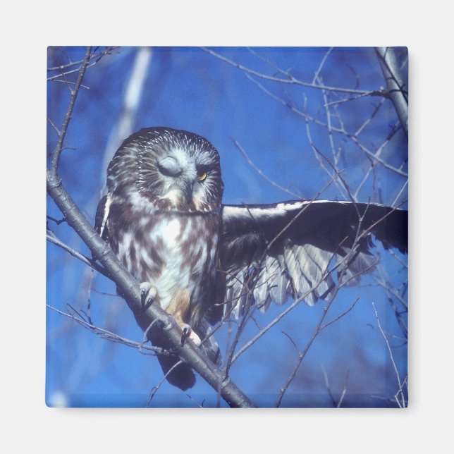 Aimant Chouette à enclos (Devant)