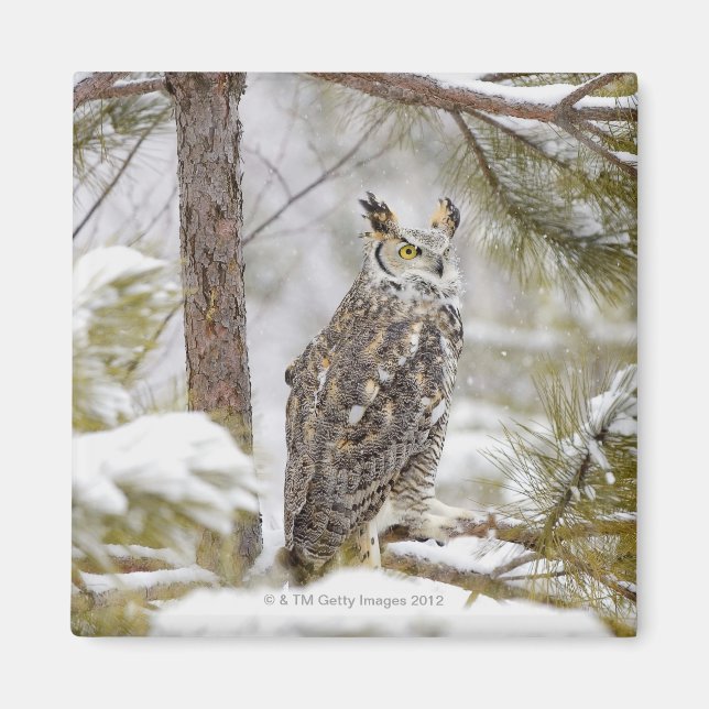 Aimant Chouette à longues oreilles (Devant)