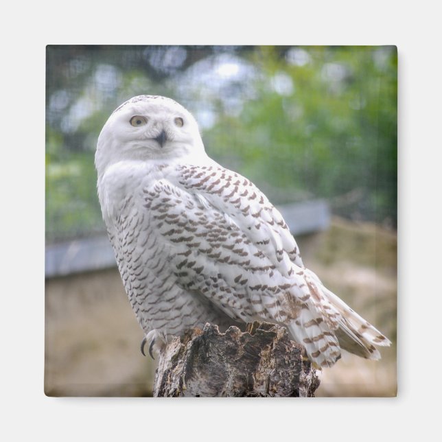 Aimant Chouette à neige (Devant)