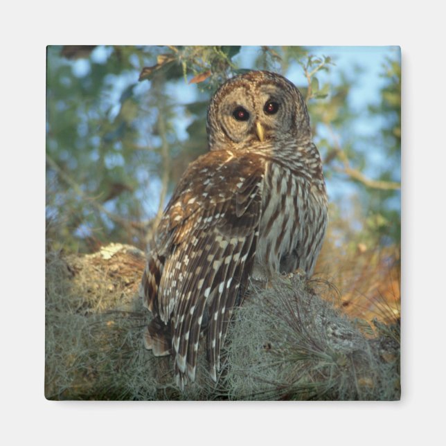 Aimant Chouette barrée dans une mousse espagnole (Devant)
