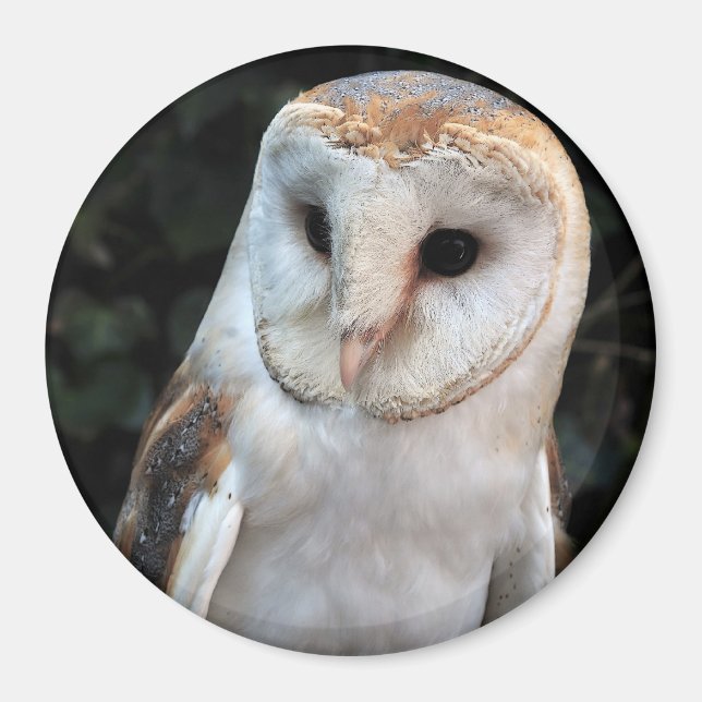 Aimant Chouette blanche (Devant)