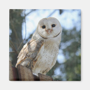 Aimant Chouvette Oiseau Animal Plumes Nature Paix Amour D