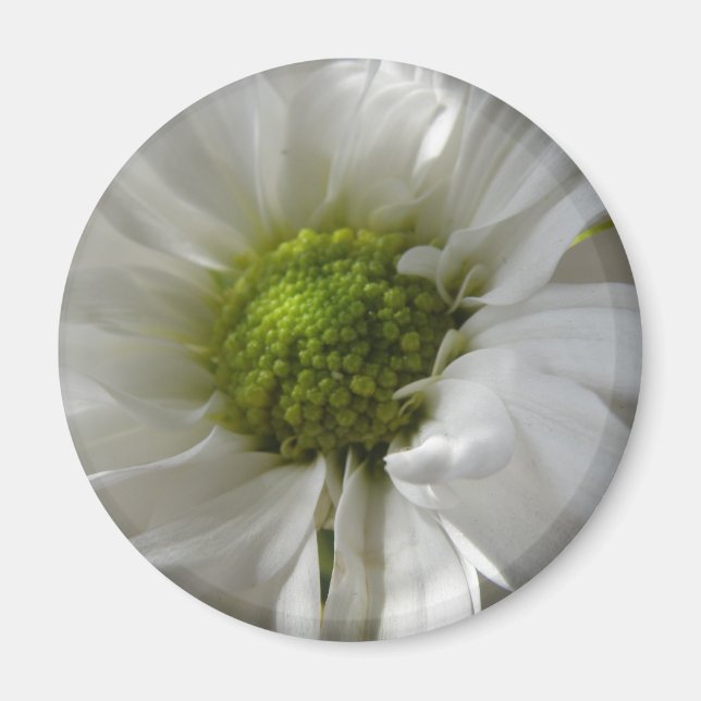 Aimant Chrysanthème blanc (Devant)