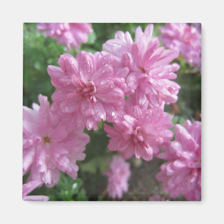 Aimant Chrysanthèmes roses